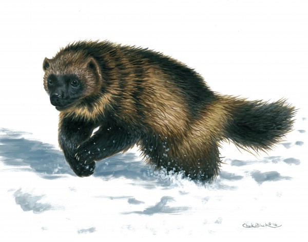 wolverine canvas by CRB